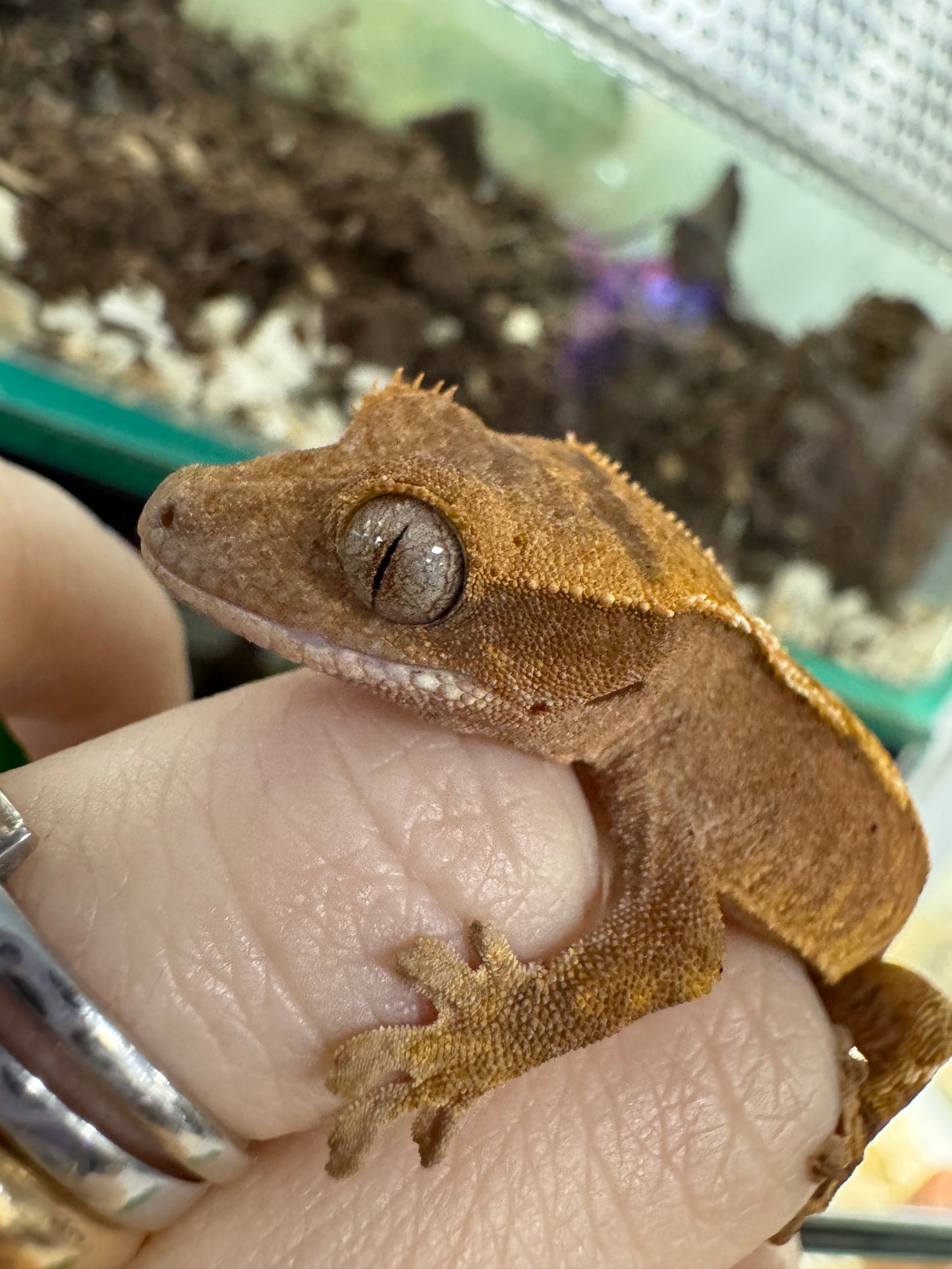 Geco ciliatus