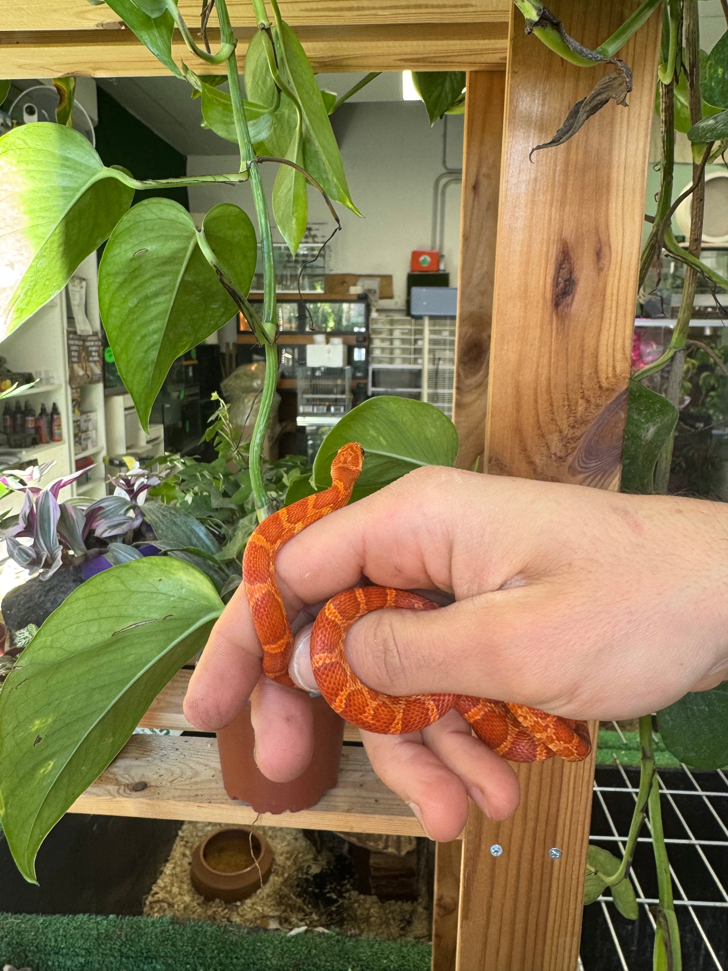 Serpente del grano