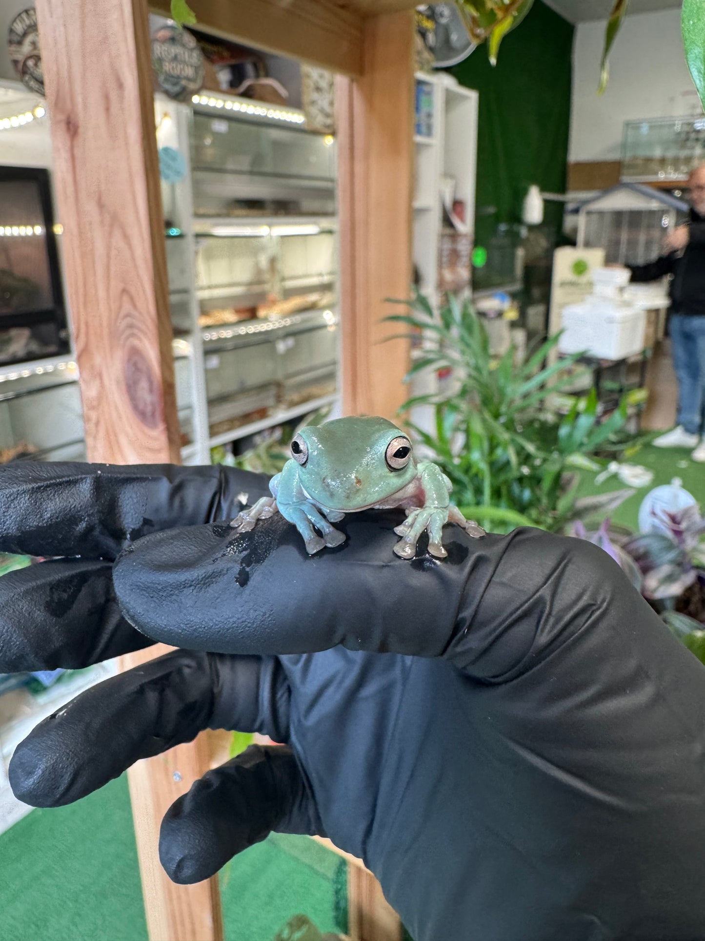 Litoria Caerulea