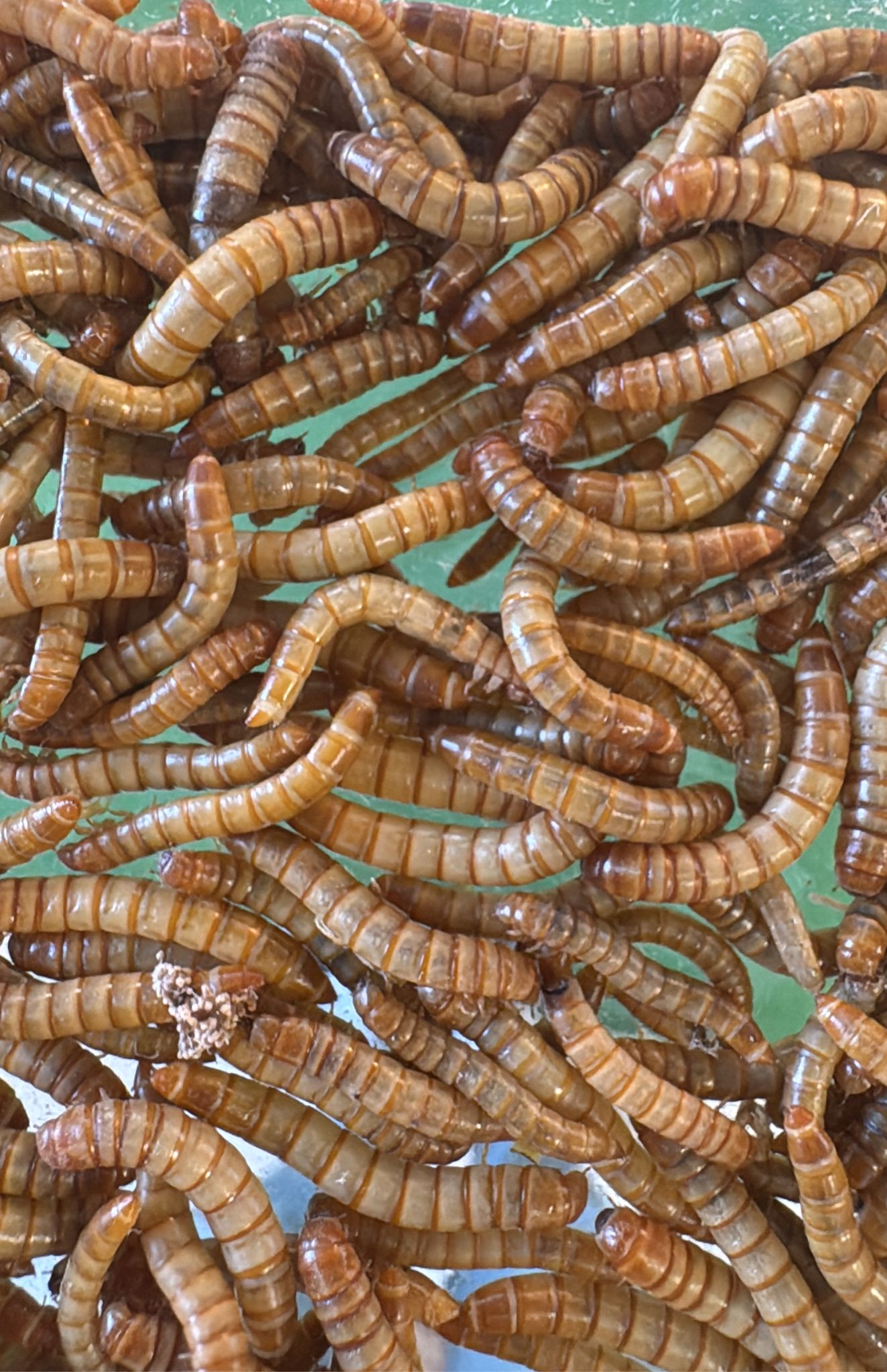 Camole della farina (Tenebrio Molitor)