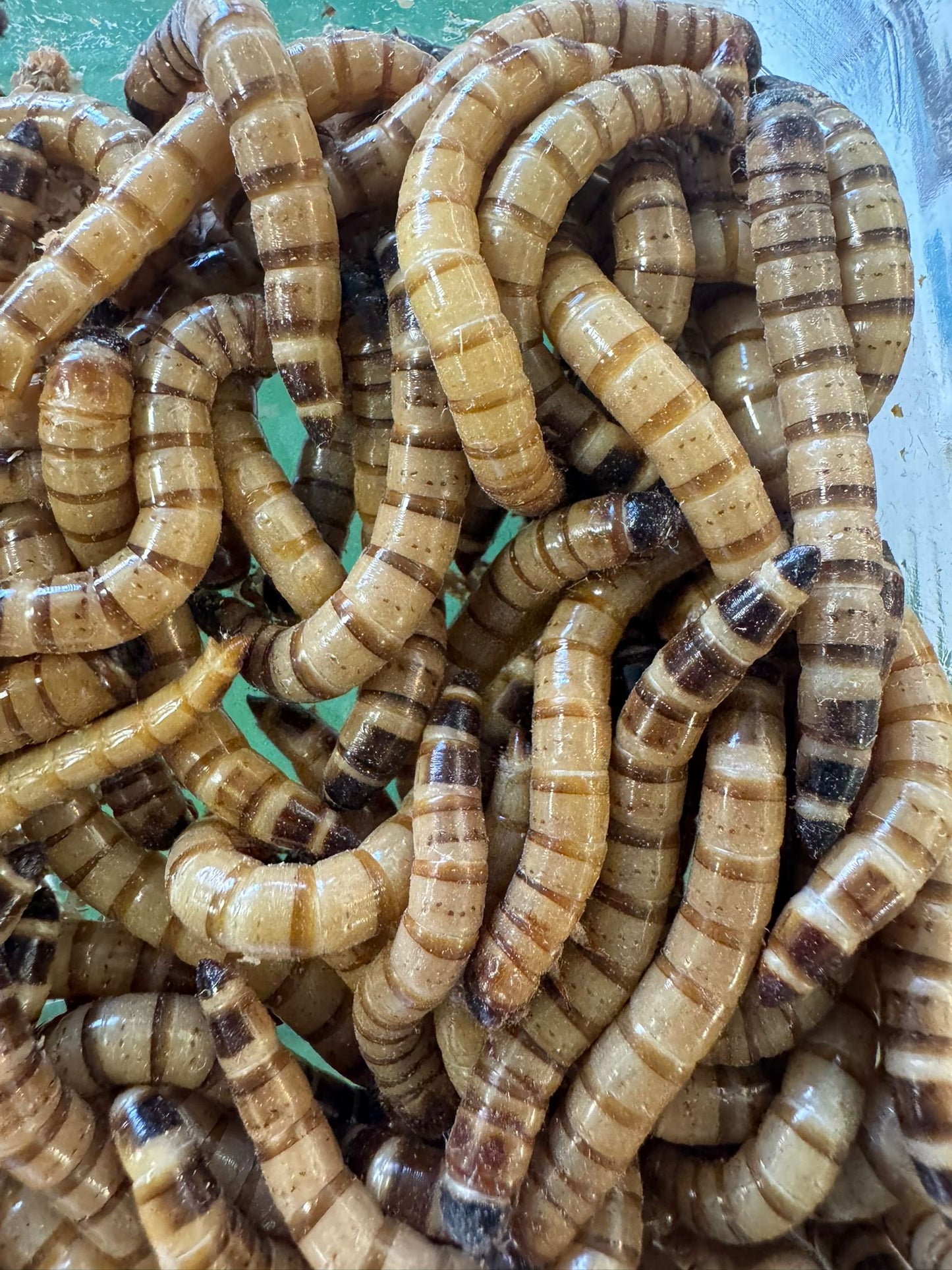 Zophobas Morio