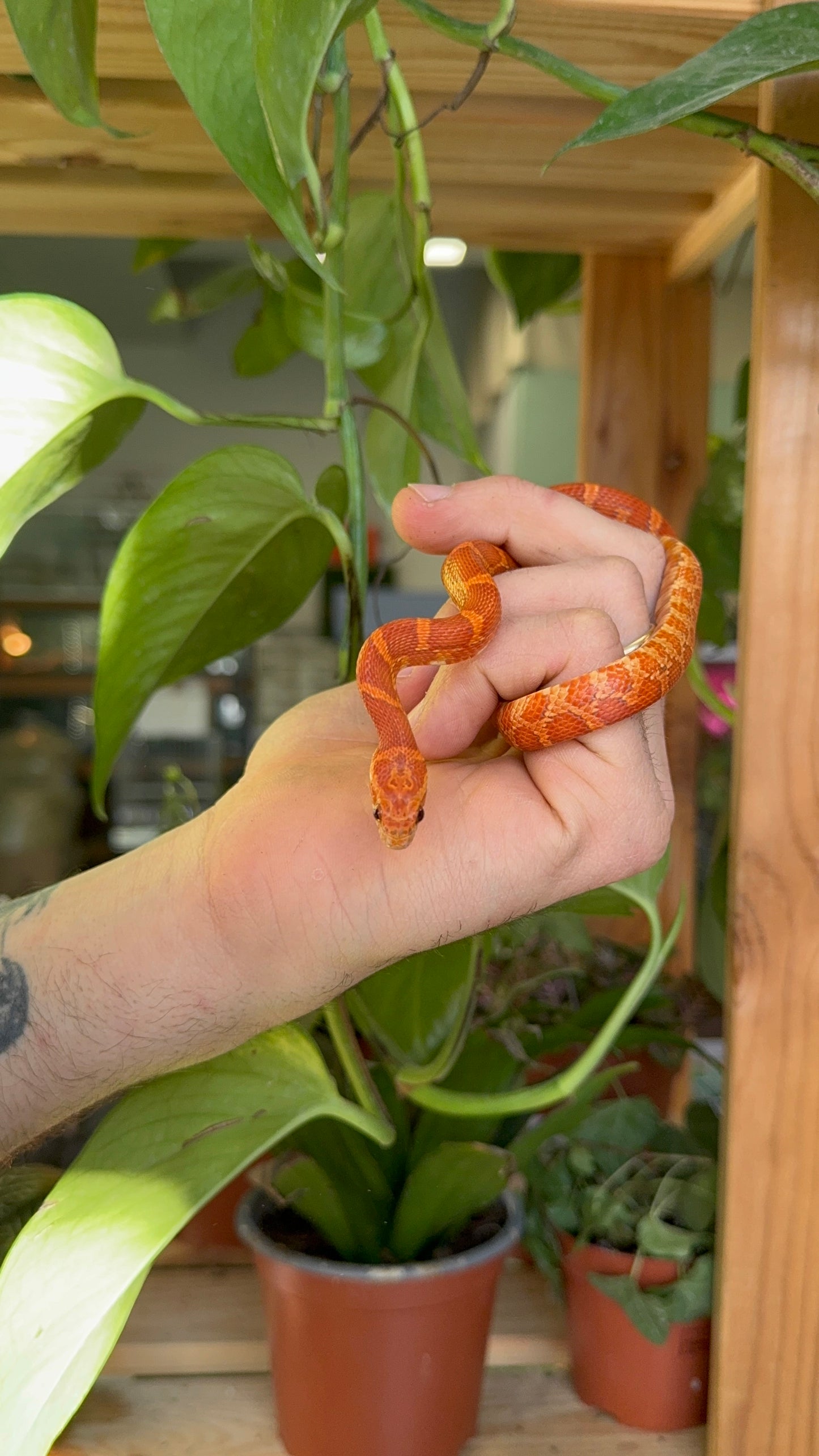 Serpente del grano