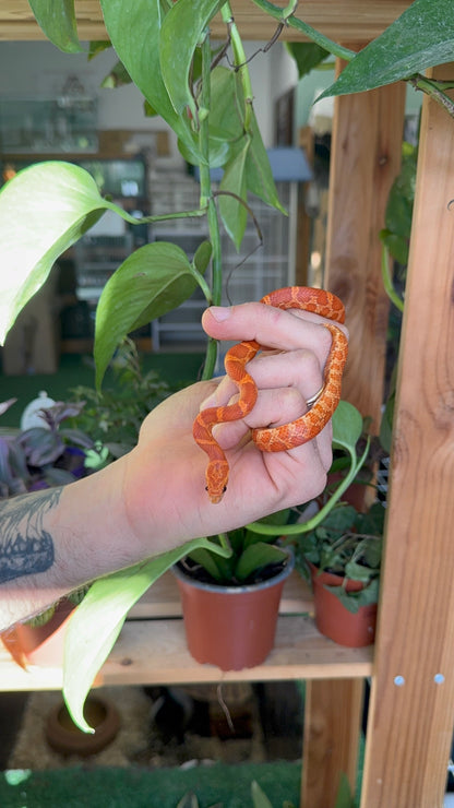 Serpente del grano