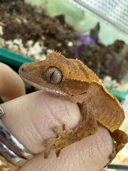 Geco ciliatus
