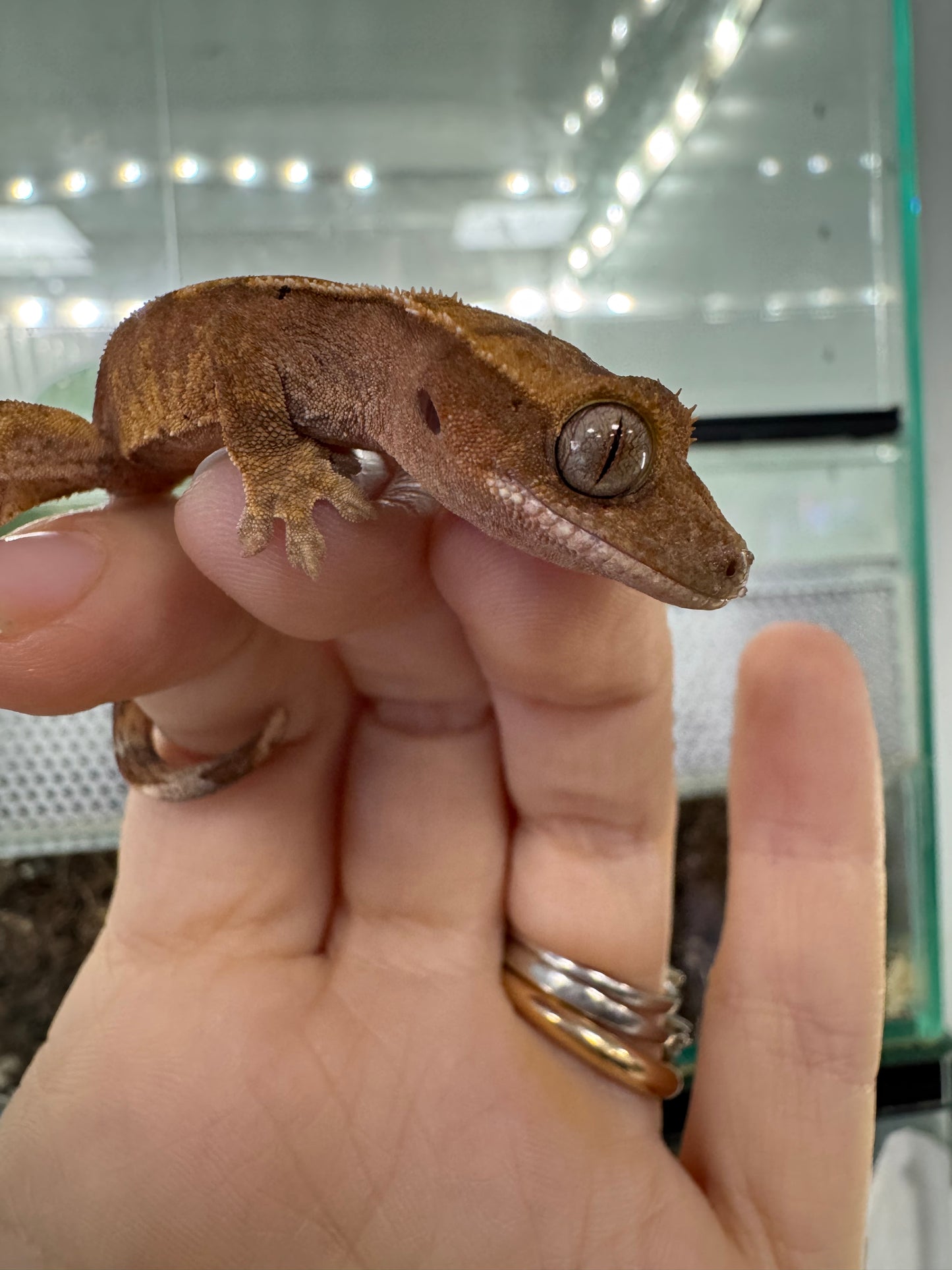 Geco ciliatus
