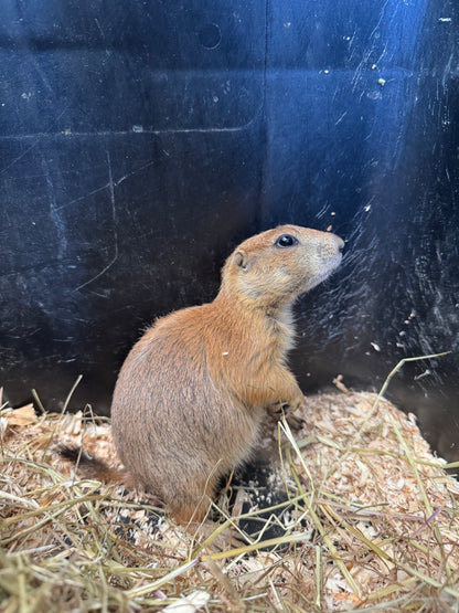 Cane della prateria