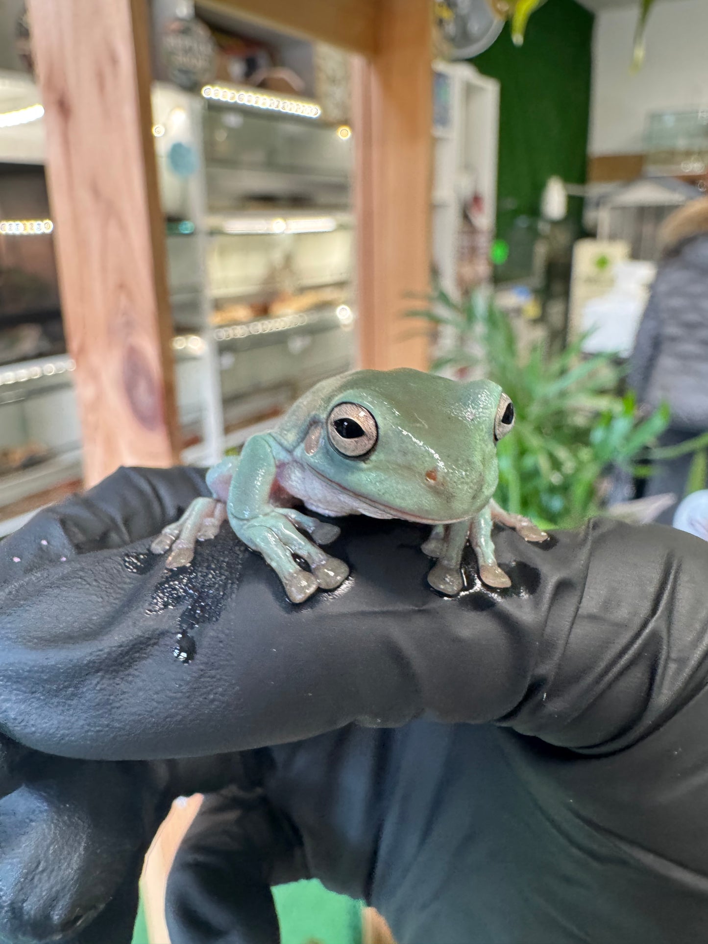 Litoria Caerulea