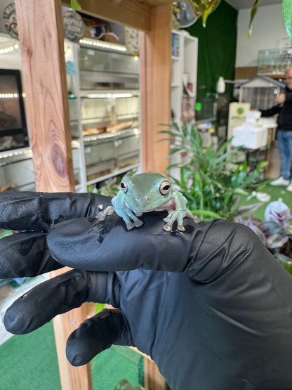 Litoria Caerulea