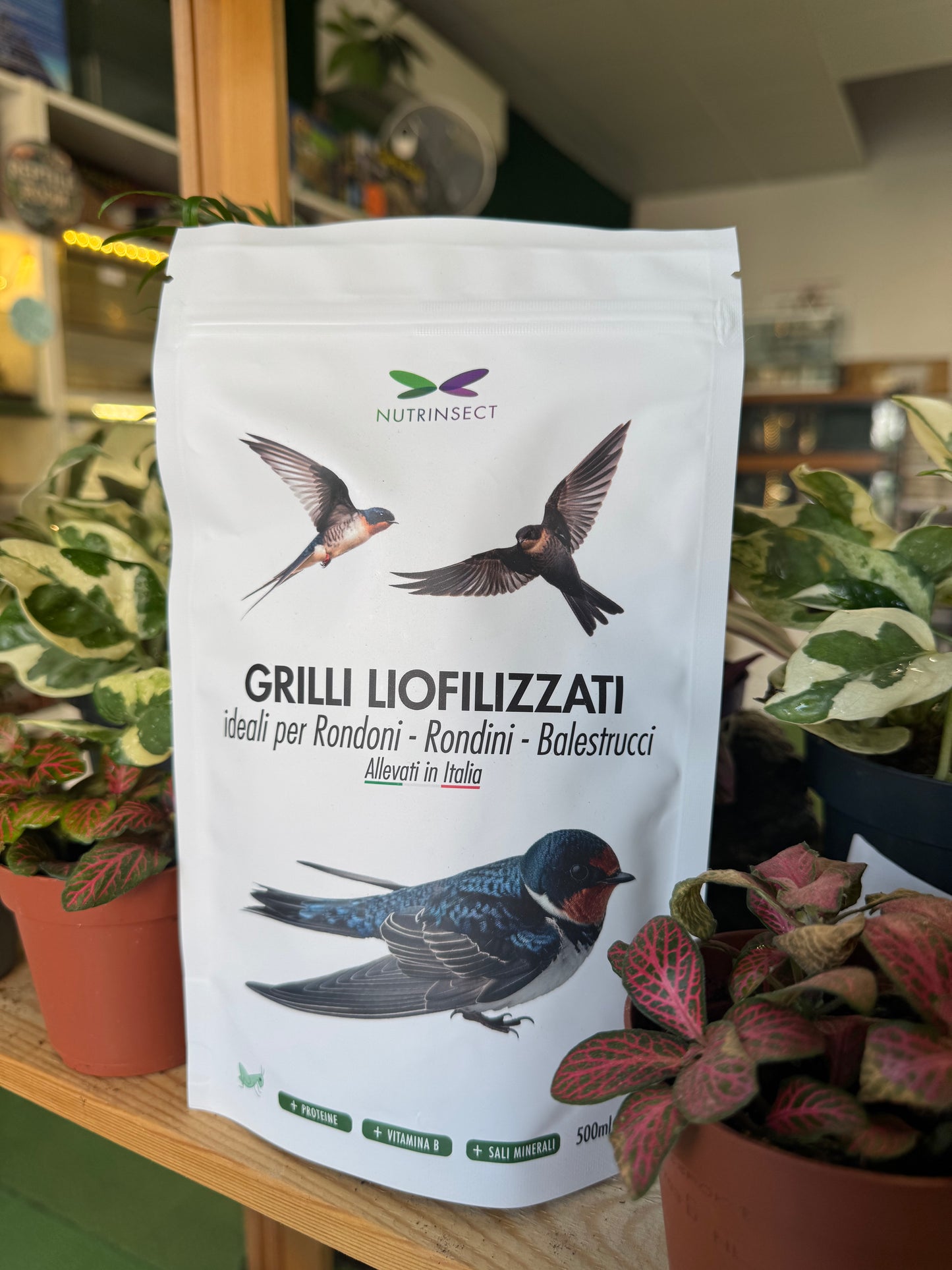 Grilli liofilizzati