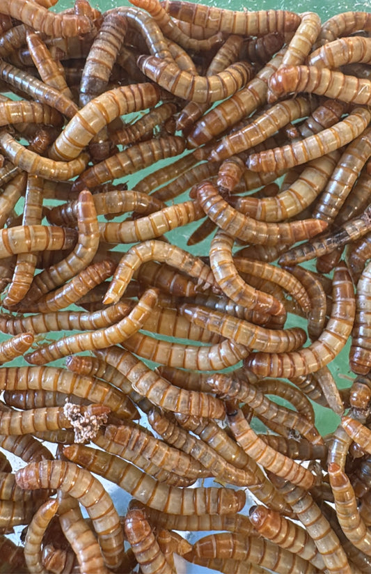 Camole della farina (Tenebrio Molitor)