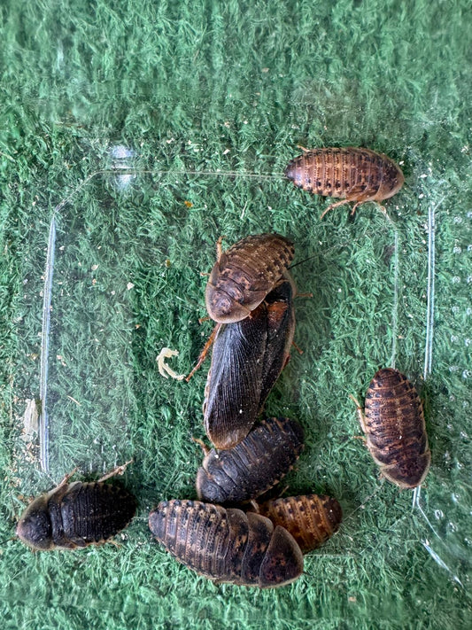Blatta dubia (Medium and Adult Mix)
