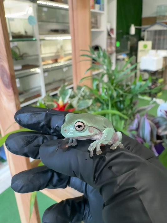 Litoria Caerulea