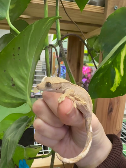 Geco ciliatus