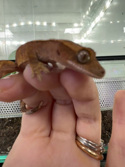 Geco ciliatus